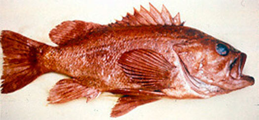 Rockfish