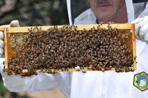 Checking for queen cells (peanut-shaped cells at base of frame) before "splitting" a hive to discourage swarming