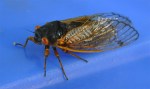 cicada on blue