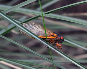 cicada on grass