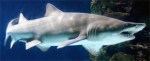 Sand tiger shark. Photo by Jeff Kubina