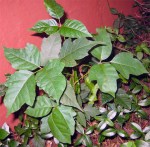 Poison ivy- "leaves of three let it be"