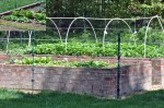 Virginia vegetables sleep better in raised beds