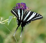 Zebra swallowtail