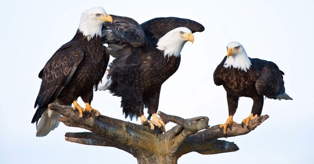bald-eagle