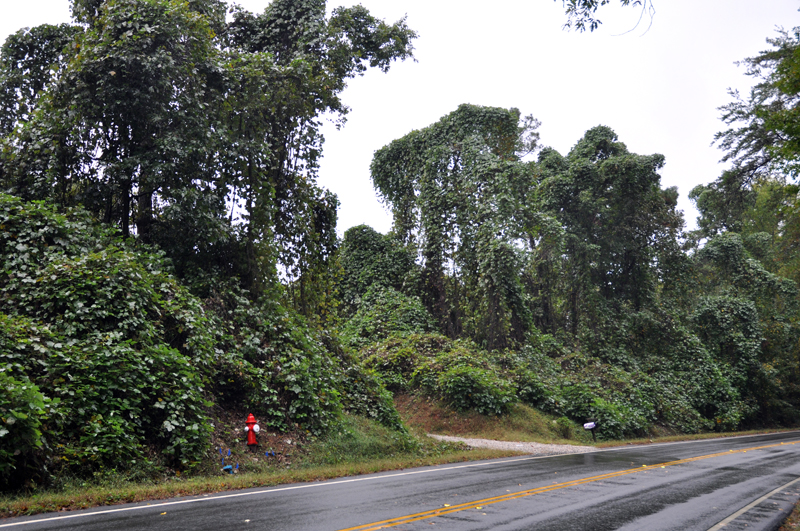 kudzu