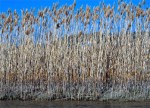 phragmites