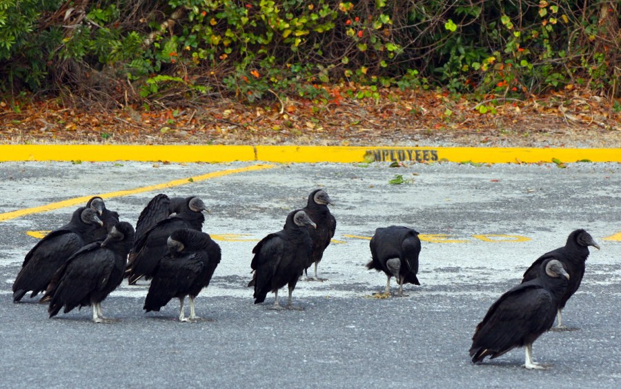 black vultures