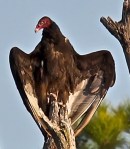 turkey vulture