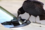 black vulture swiping windshield blade