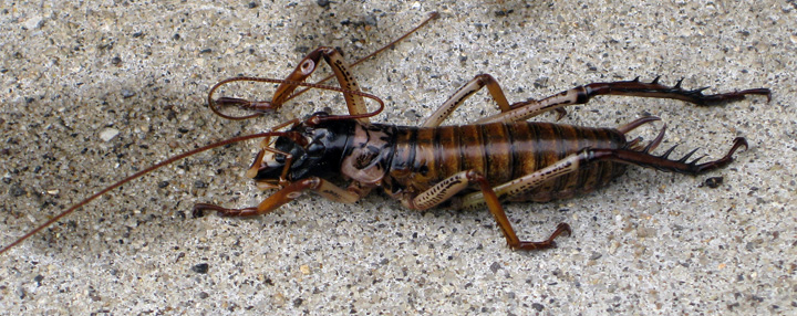 giant weta