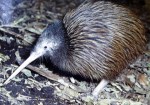 brown kiwi