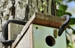 Eastern ratsnake