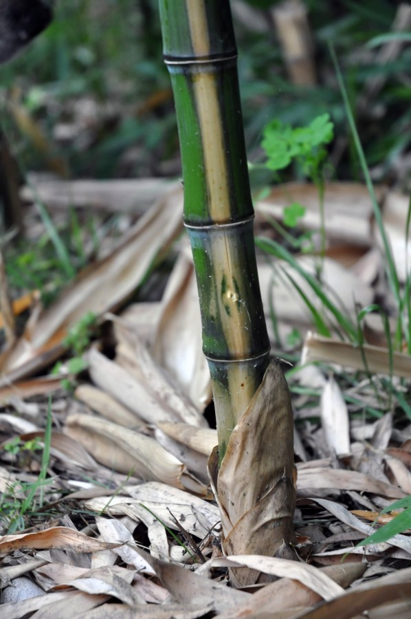 bamboo after Roundup