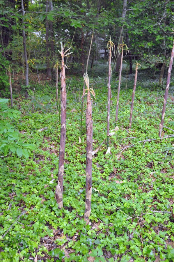 Bamboo shoots and leaves