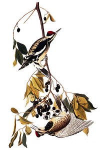 Yellow-bellied sapsucker by John James Audubon: Birds of America