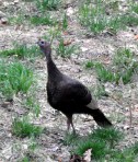wild turkey