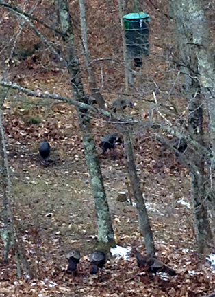 wild turkeys