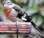 grosbeak