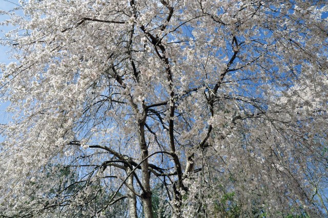Weeping cherry, Williamsburg VA (April 4, 2015)