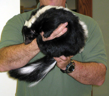 striped skunk