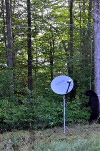 Pulling the rope like a hairy bell-ringer