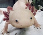 Mexican axolotl