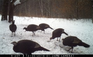 Where Wild Turkeys safely graze