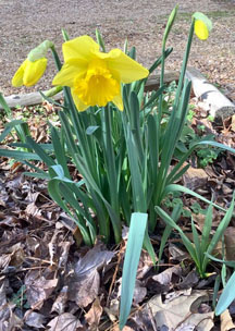 daffodils
