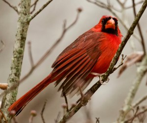 Northern cardinal