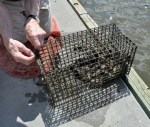 oysters in Chesapeake Bay