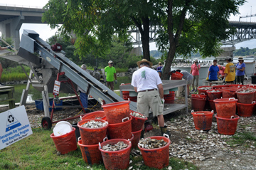 oysters in Chesapeake Bay