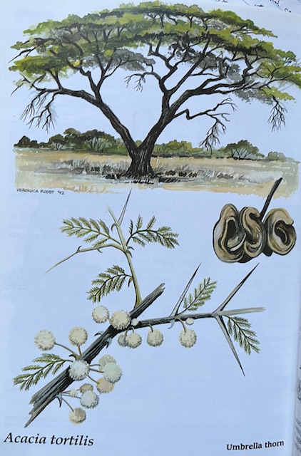Veronica Roodt's painting of an Umbrella Acacia