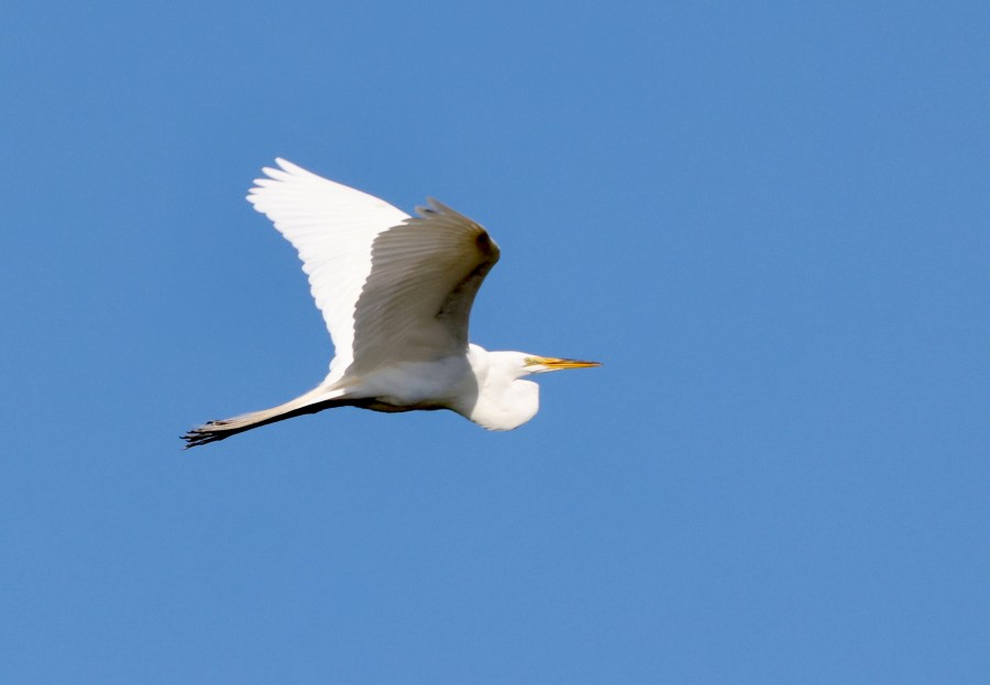 Great Egret