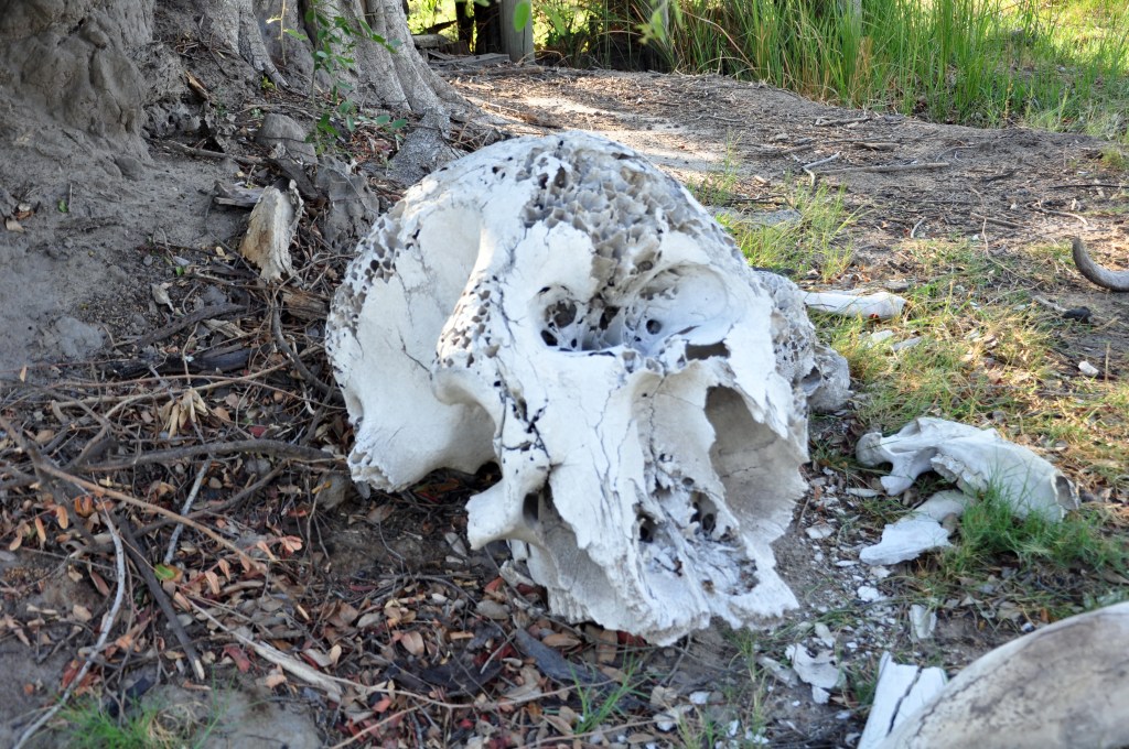 Elephant skull, Moremi Game Reserve, Botswana