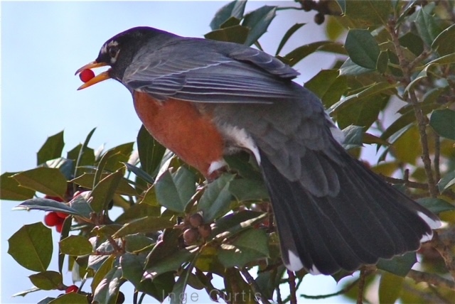 American Robin
