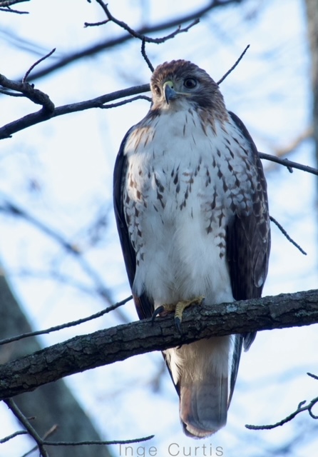 Red-tailed Hawk