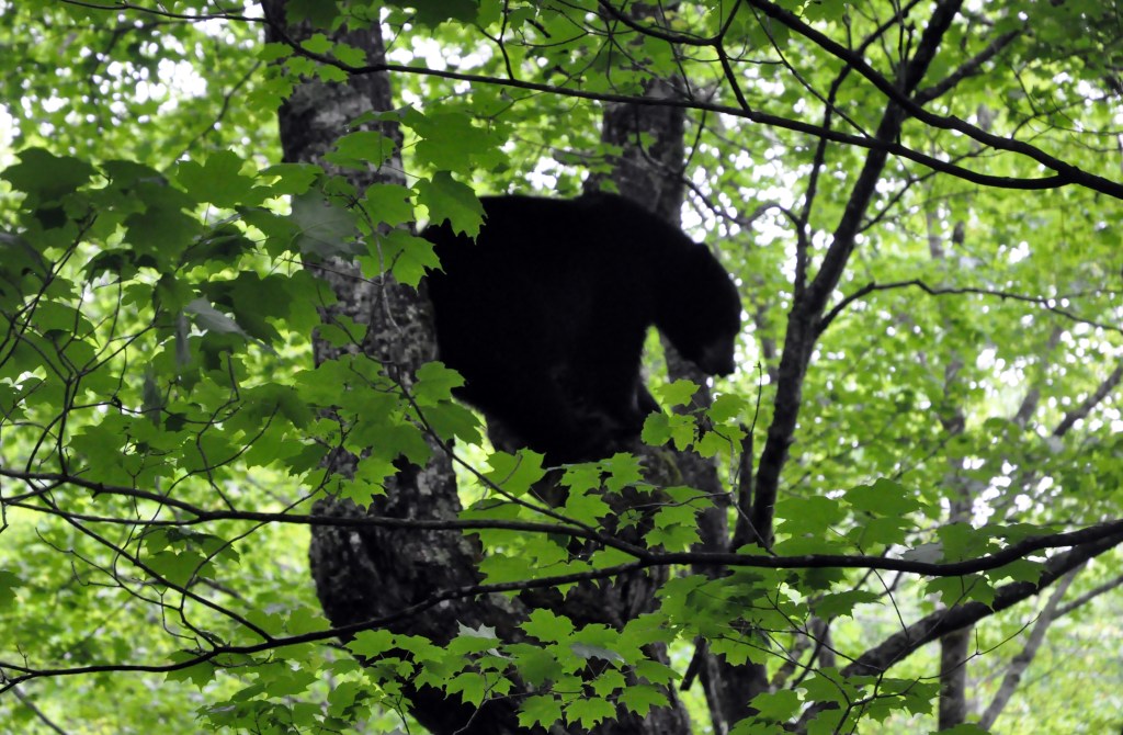 Black bear in Pocahontas County, West Virginia