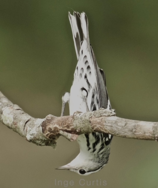 Black and white warbler