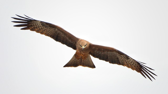 Black Kite