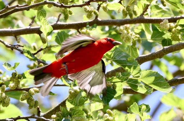 Scarlet Tanager