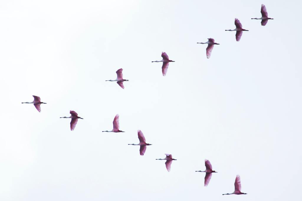 Roseate Spoonbills