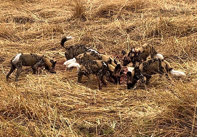 African Wild Dogs in Moremi National Park, Bostwana