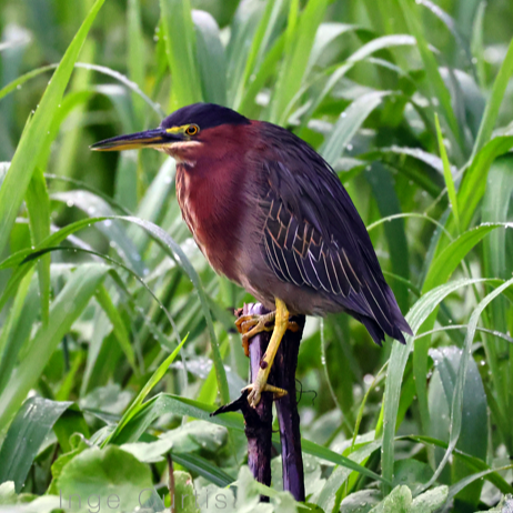 Green Heron