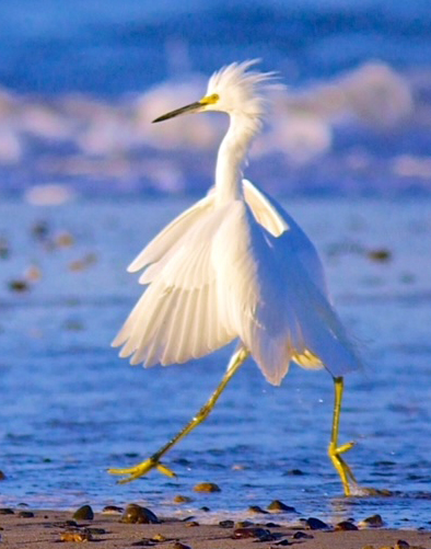 Snowy Egret