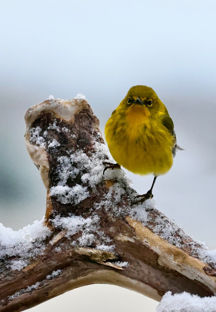 Pine Warbler
