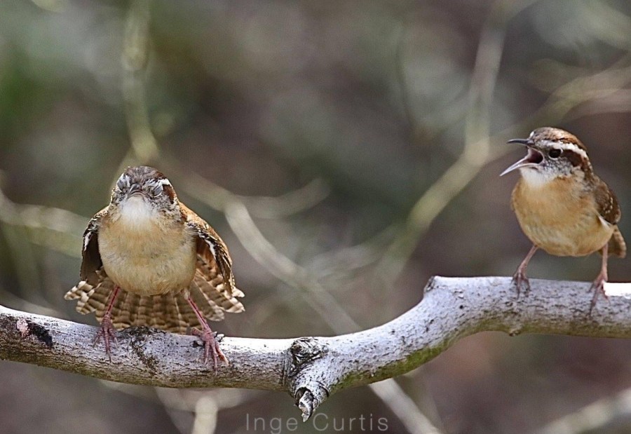 Carolina Wren