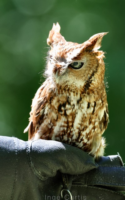 Eastern Screech Owl