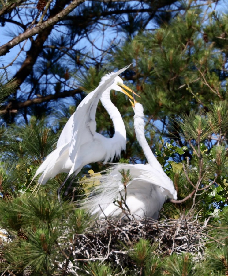 Great Egret