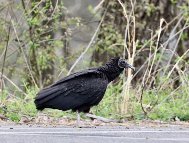 Black Vulture